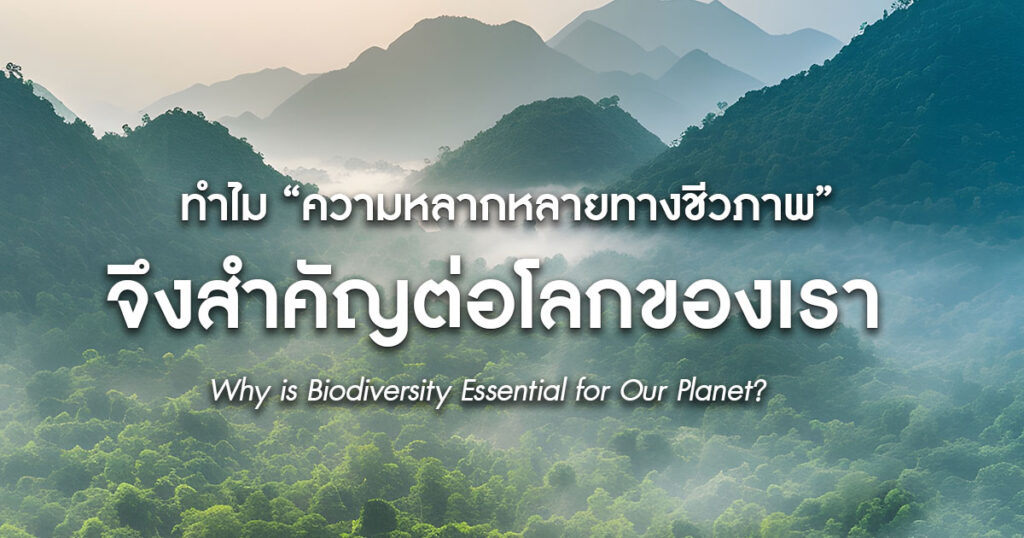 biodiversity of handmade sandals